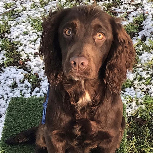 Rytex gundogs sales for sale
