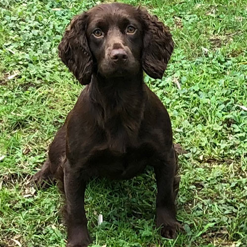 Coco - Border Reiver Gundogs