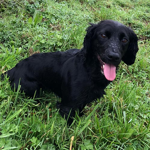 Dora - Border Reiver Gundogs