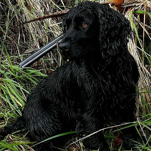 Ivy - Border Reiver Gundogs