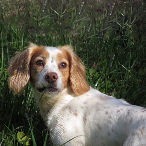 Lilly - Border Reiver Gundogs