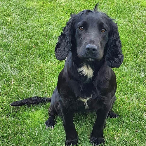 Tilly - Border Reiver Gundogs