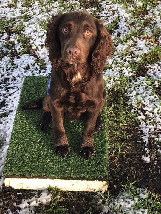 Border Reiver Gundogs