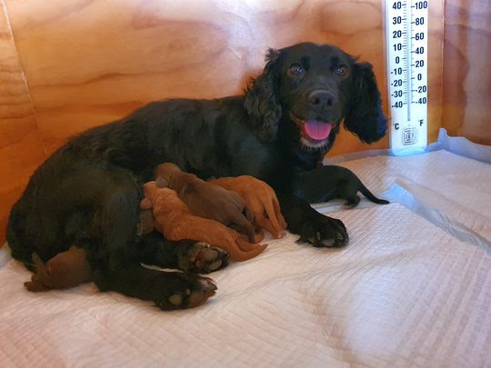 Border Reiver Gundogs