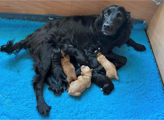 Border Reiver Gundogs