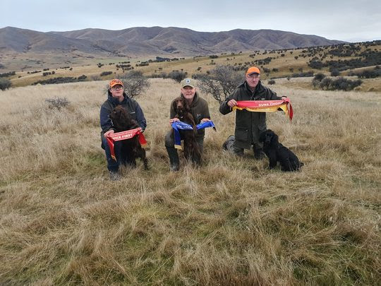 Border Reiver Gundogs